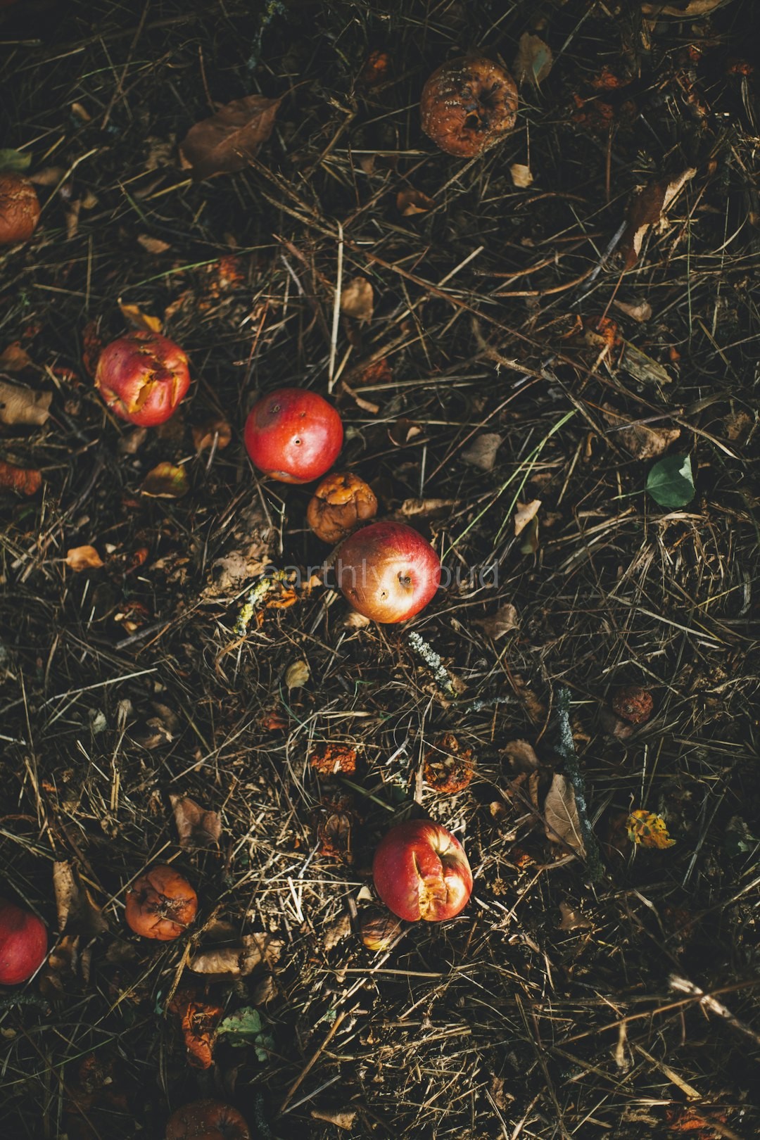 Compost background