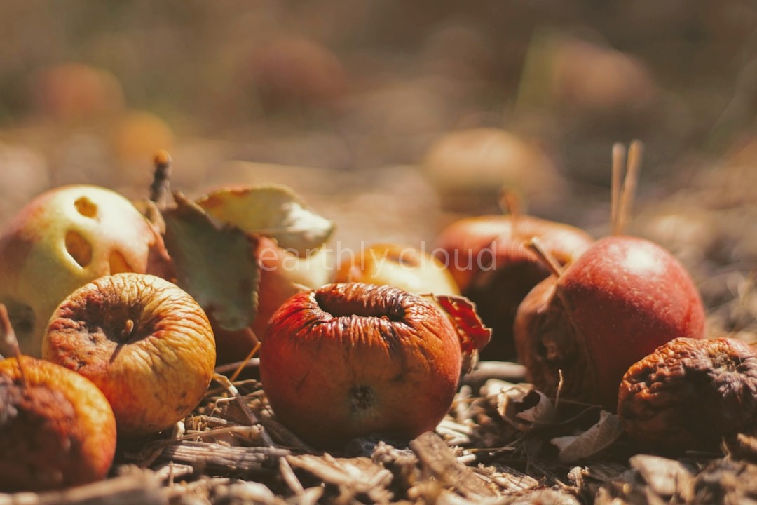 Organic Soil