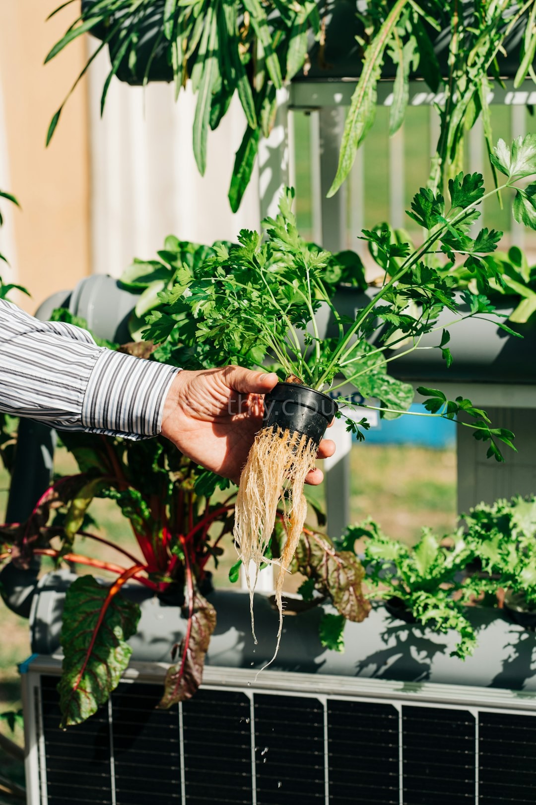 Vertical Gardens